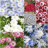 Cineraria kräutergarten garden pericallis...