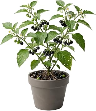 100 Black Nightshade Seeds