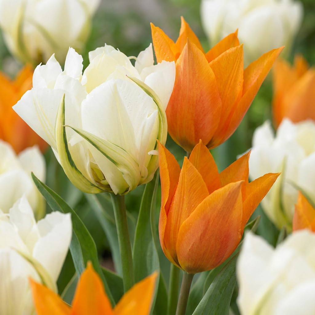 Green boutiQ - 120x Tulipa Sunbath - Tulipe Sunbath - Jaune et Blanc - Floraison printanière - Calibre 11/12