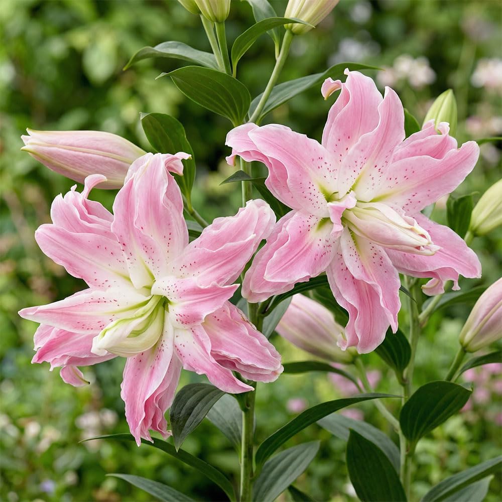 2 x Lilium Double Oriental Lotus Dream – Rich Pink Enormous Blooms – Very Fragrant Summer Flowering Bulbs – Large Cut Flowers Than Usual – for Your Beautiful Garden