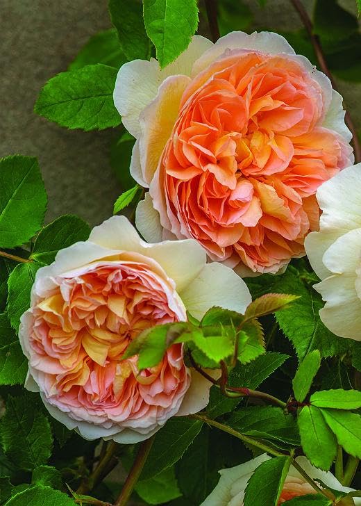 Englische Rose "Bathsheba ® (Container)