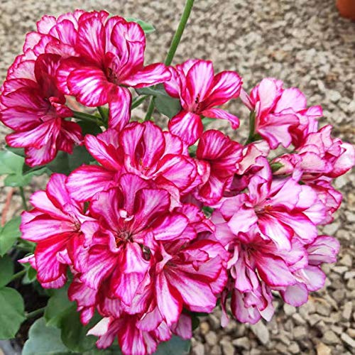 20+ Mixed Geranium Flower Seeds Plant Perennial Bloom Flower Garden Home #TOP3