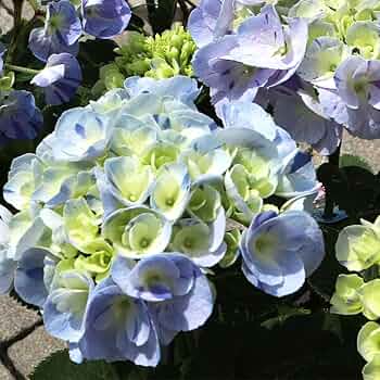 アジサイ百科 川島インデクス Hydrangea Kawashima Index アジサイ百科―川島インデクス Hydrangea Kawashima Index | 川島