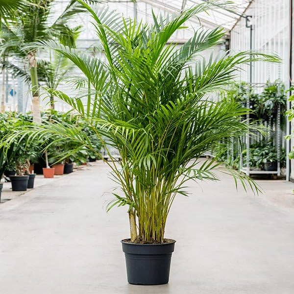 Premium Live Areca Palm Plant | Lush Tropical Indoor Houseplant | Pet-Friendly & Natural Air Purifier | Elegant Green Decor for Home, Office, and Living Room-image-32