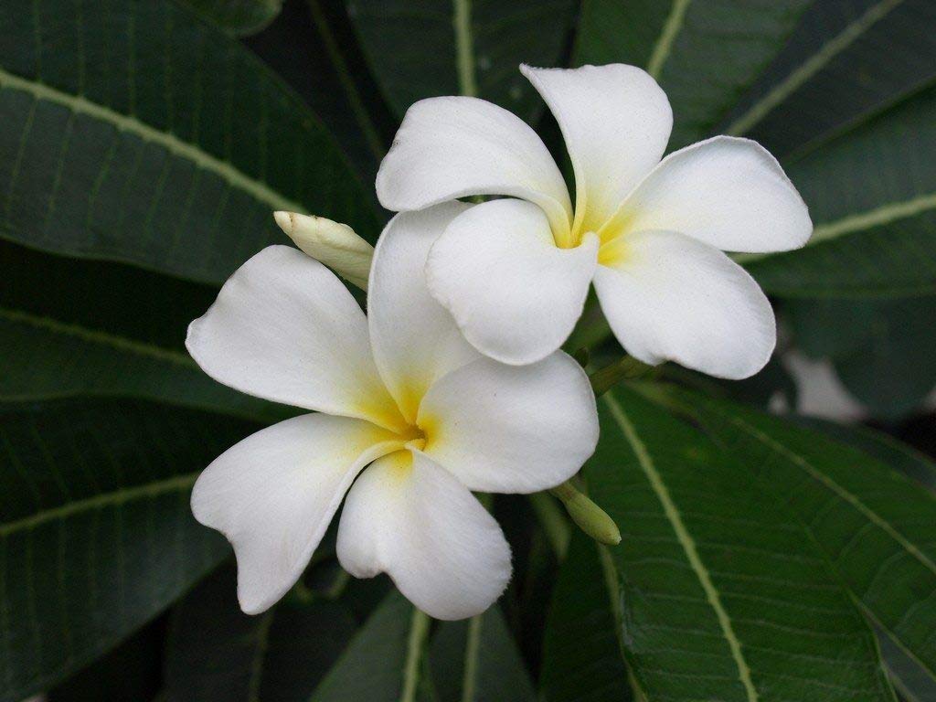 See full amazon price history chart for Gurveplantationi® Champa Golden Plumeria Plant Live Magnolia Champaca Son-chafa Champangi Sambagan Pivalu Sampige Son Sachochampo Tita-sopa Leihao Champaka White Color Flower Live Plant (Michelia Champaca) Flowering Tree (1 Plant) Gurveplantationi® Champa Golden Plumeria Plant Live Magnolia Champaca Son-chafa Champangi Sambagan Pivalu Sampige Son Sachochampo Tita-sopa Leihao Champaka White Color Flower Live Plant (Michelia Champaca) Flowering Tree (1 Plant) (B0B65M2NTF) Amazon Price History, Amazon Price Tracker
