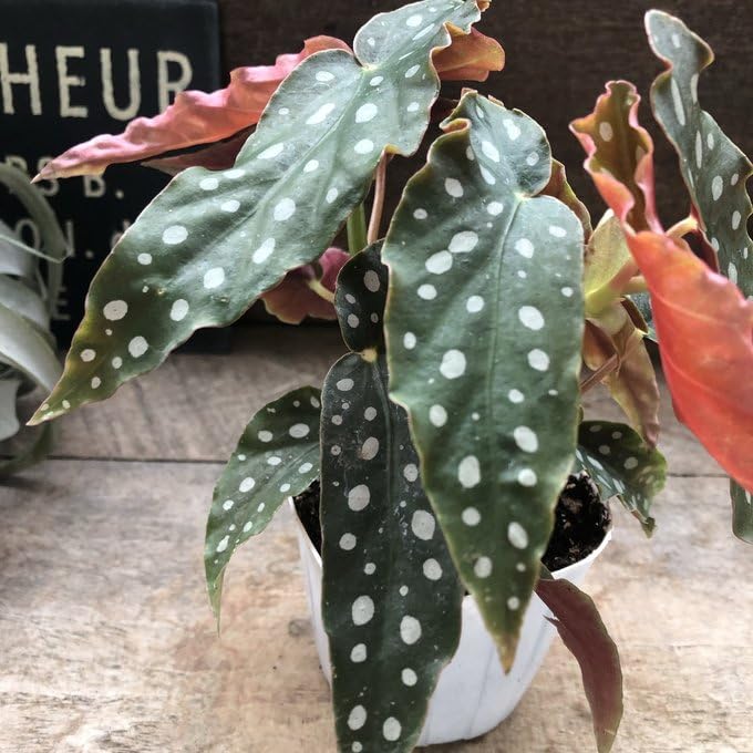 a*s様 ★希少★ベゴニア マクラータ 斑入り a*s様 47 ベゴニア マクラータ 斑入り 激レア 2箇所新芽あり Amazon｜