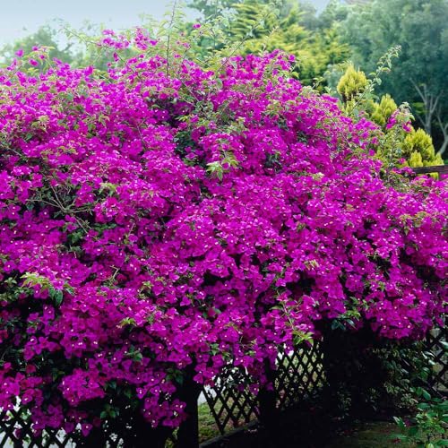 Purple Bougainvillea Plants - Pack of 2, 4-6" Climbing Vines
