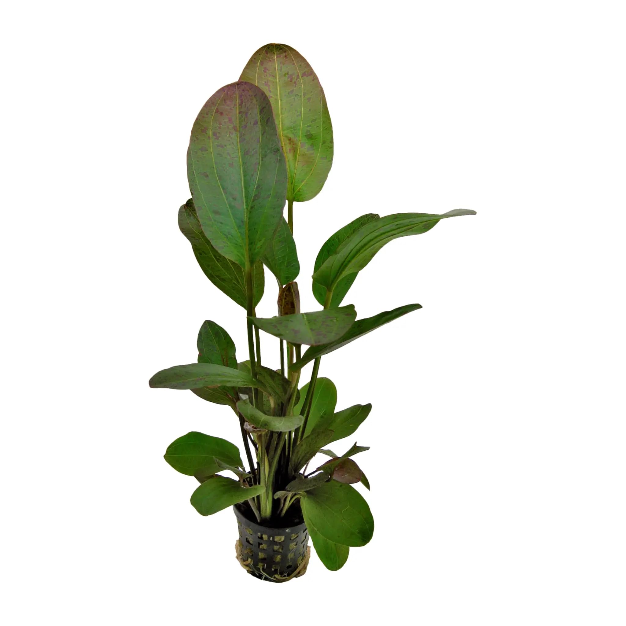 Aqua Essentials Echinodorus ozelot - red
