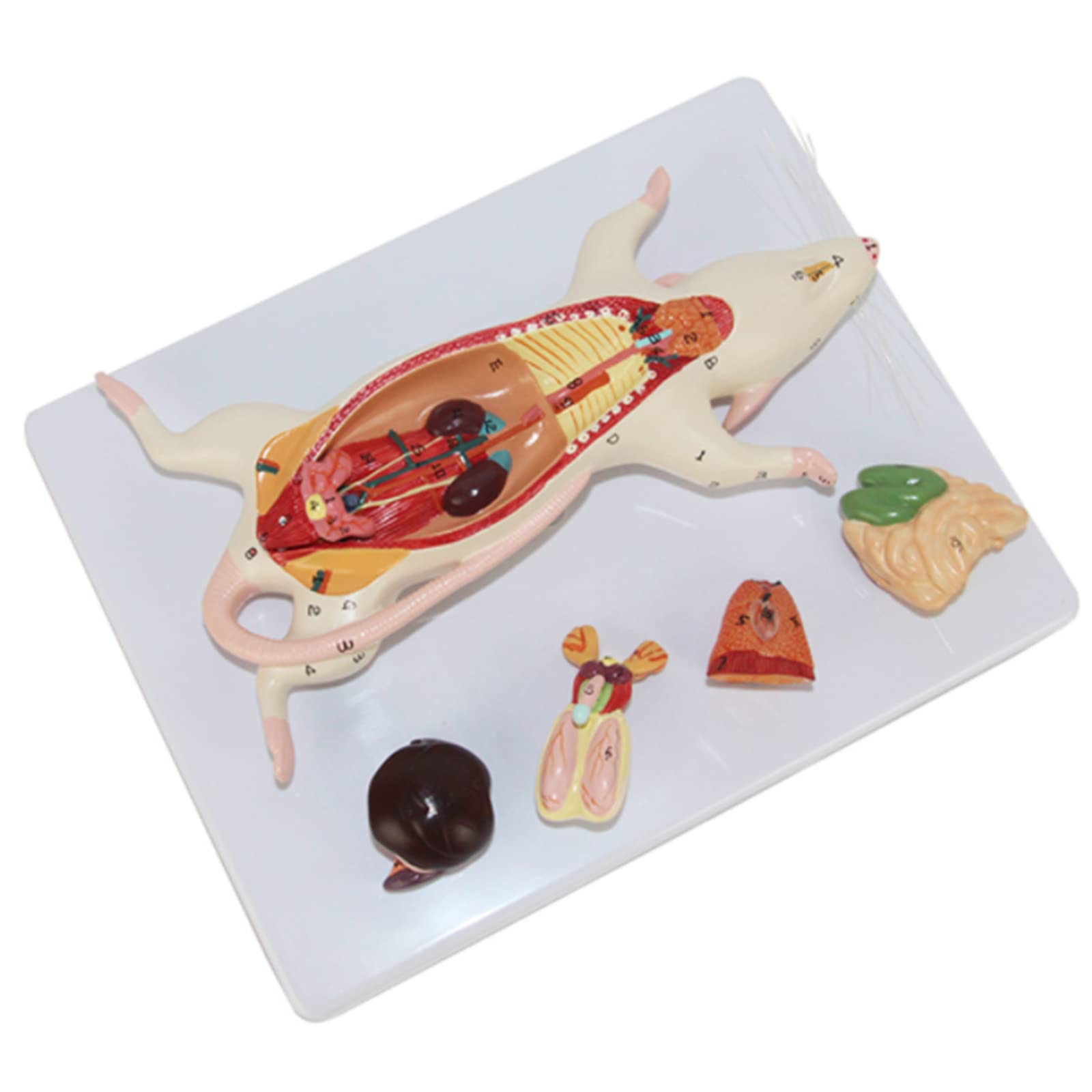 Buy FBITE Animal Model Mouse Anatomy Model The Anatomical Structure Model of Mouse Organs Animal