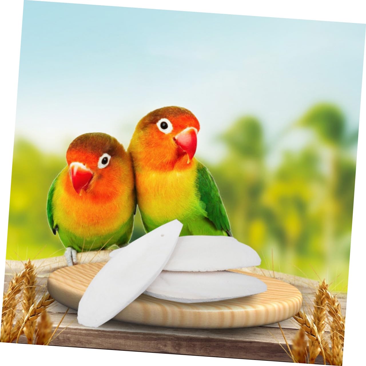 YARNOW 36 Ensembles Jeu de rongement d'os de seiche câlin Jouet à mâcher pour Oiseau Squid Hamster Animal de Compagnie Cage à Oiseaux Jouet pour Animaux de Compagnie Jouet en os de seiche