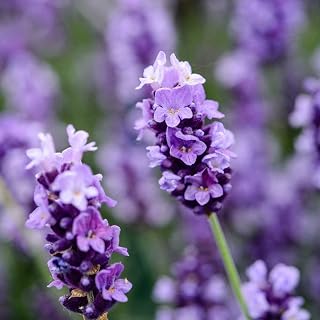 200PCS Lavender Seeds Aromatic Attractive Home Garden High Germination Rate Heirloom Perennial Herb Gardening Lavender Spice Cut Flower Bouquet Perfect Matching Complement