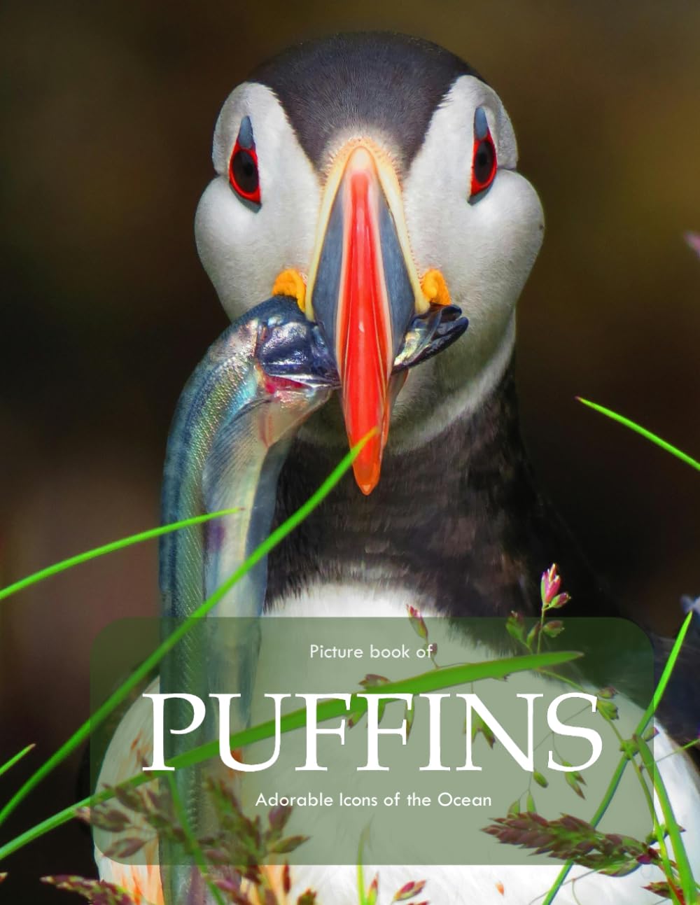 Picture Book of Puffins: Photography Coffee Table Book