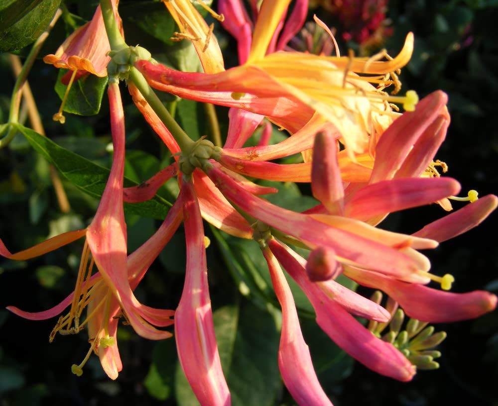 Lonicera heckrottii 'Goldflame' - Fragrant Honeysuckle | Pink & Orange Tubular Flowers | RHS AGM | Semi-Evergreen Woody Climber for Walls & Pergolas - 2X 2 Litre Potted Plants by Thompson & Morgan