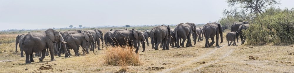 Poster stampa con elefanti africani (Loxodonta africana) lasciando un fiume Kings Pool Camp Linyanti Okavango Delta del Botswana (48 x 12)