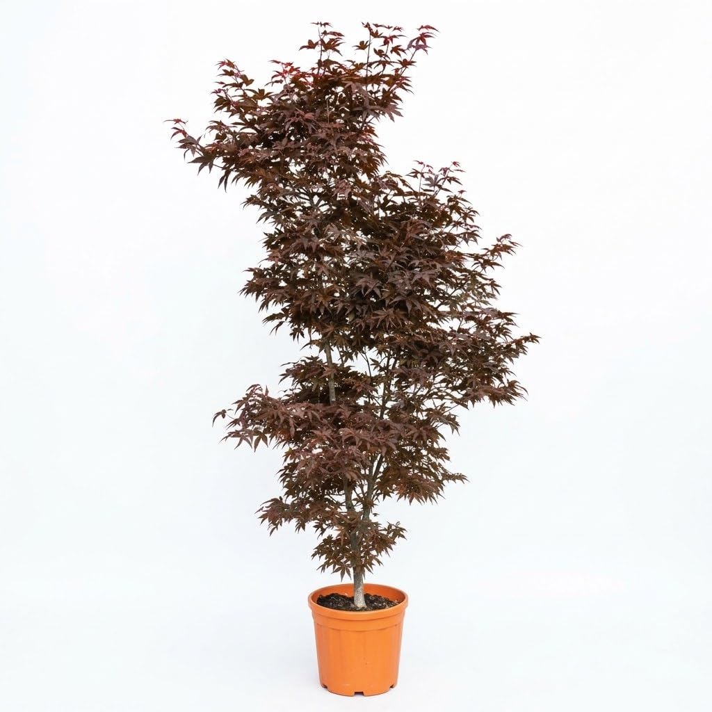 Acero rosso giapponese palmatum "Skeeter's Broom" vaso ø27 cm h 120/150 cm