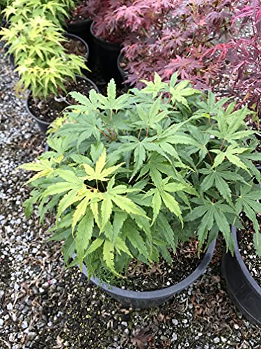 Tatoo Dwarf Japanese Maple 1 - Year Live Plant #TOP2