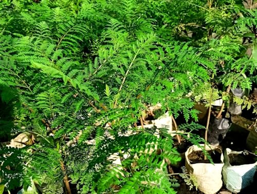 Image of Jacaranda Mimosifolia Neel Mohar Flower Live Plant for Home Garden Tree Fast Growing Tree Pack of 1 Healthy plant