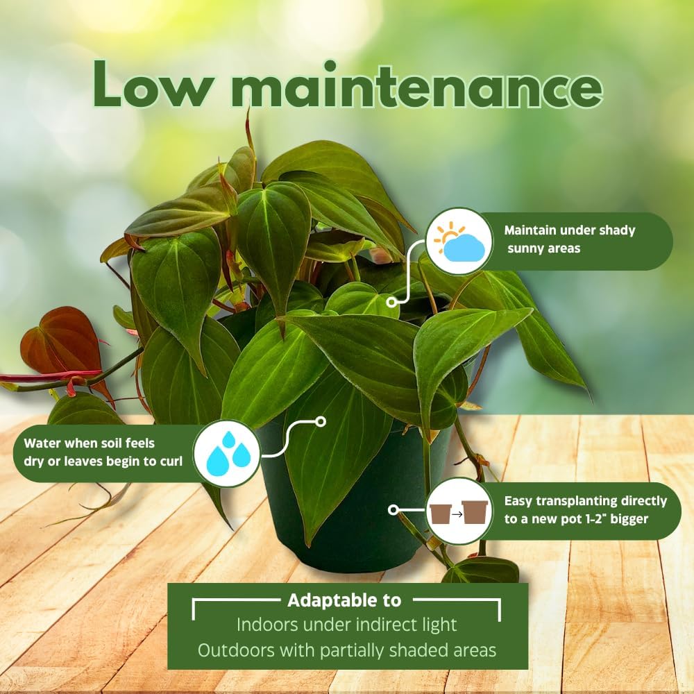 BubbleBlooms Philodendron Assortment Set, 4 inch pots, Set of 3, Indoor Houseplants Grower's Choice Variety