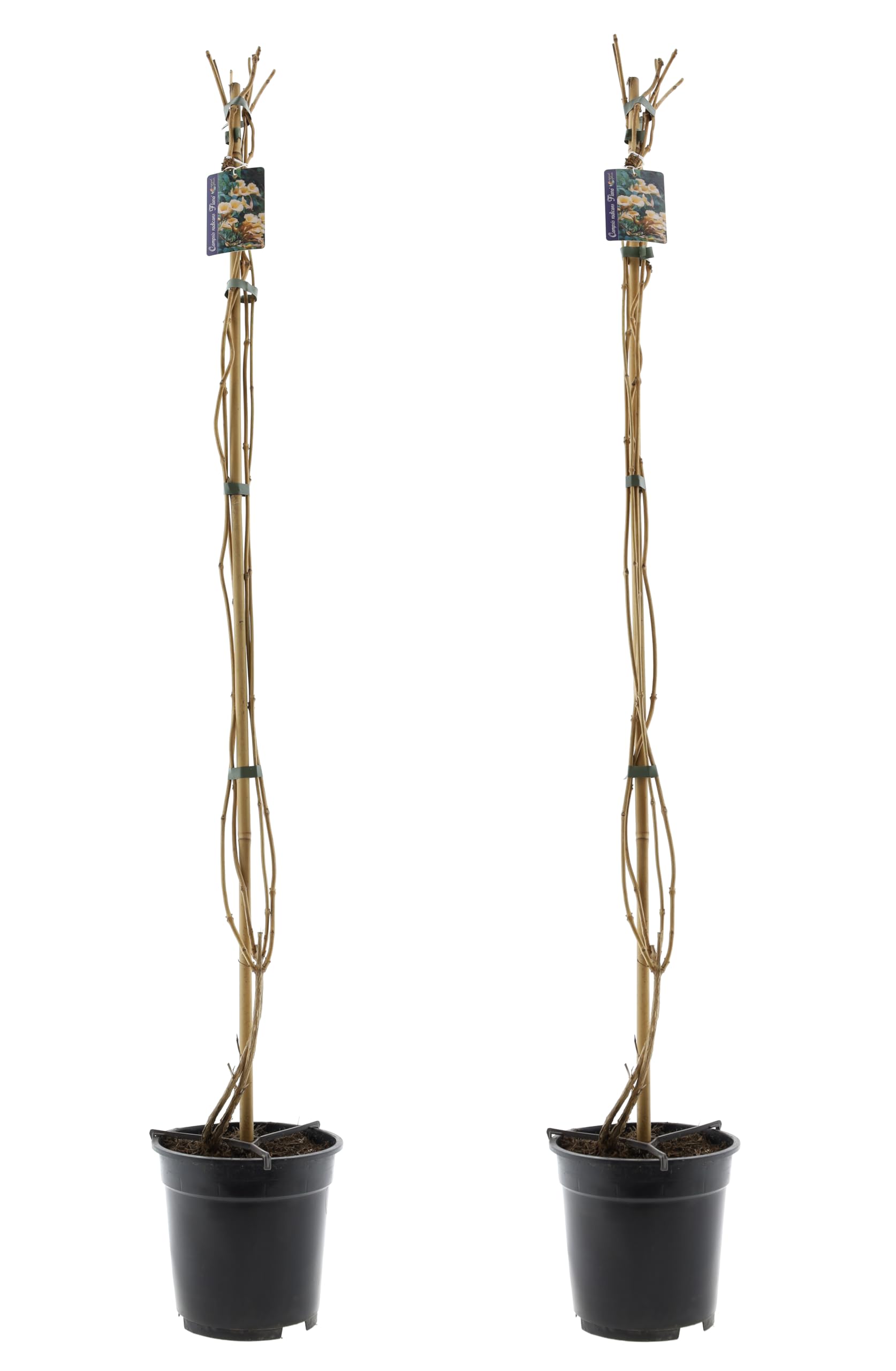 Kwiat trąbki XXL 110-120 cm – Campsis w doniczce 17 cm – mrozoodporna roślina ogrodowa do wspinaczki pnącej, pergoli i fasady (2, żółty)