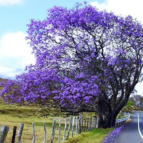 25 Blue Jacaranda Jacaranda Mimosifolia Ornamental Tree Seeds.