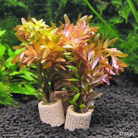 Amazon 水草 ロタラ ロトンディフォリア コロラタ 無農薬 １０本 北海道航空便要保温 Charm チャーム 生体水草 通販