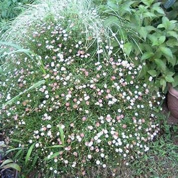 Amazon Co Jp ハッピーガーデン 花苗 セット エリゲロン カルビンスキアヌス 3号 6鉢セット苗 花苗 セット 宿根草 多年草 苗 夏 寄せ植え 通販 Diy 工具 ガーデン