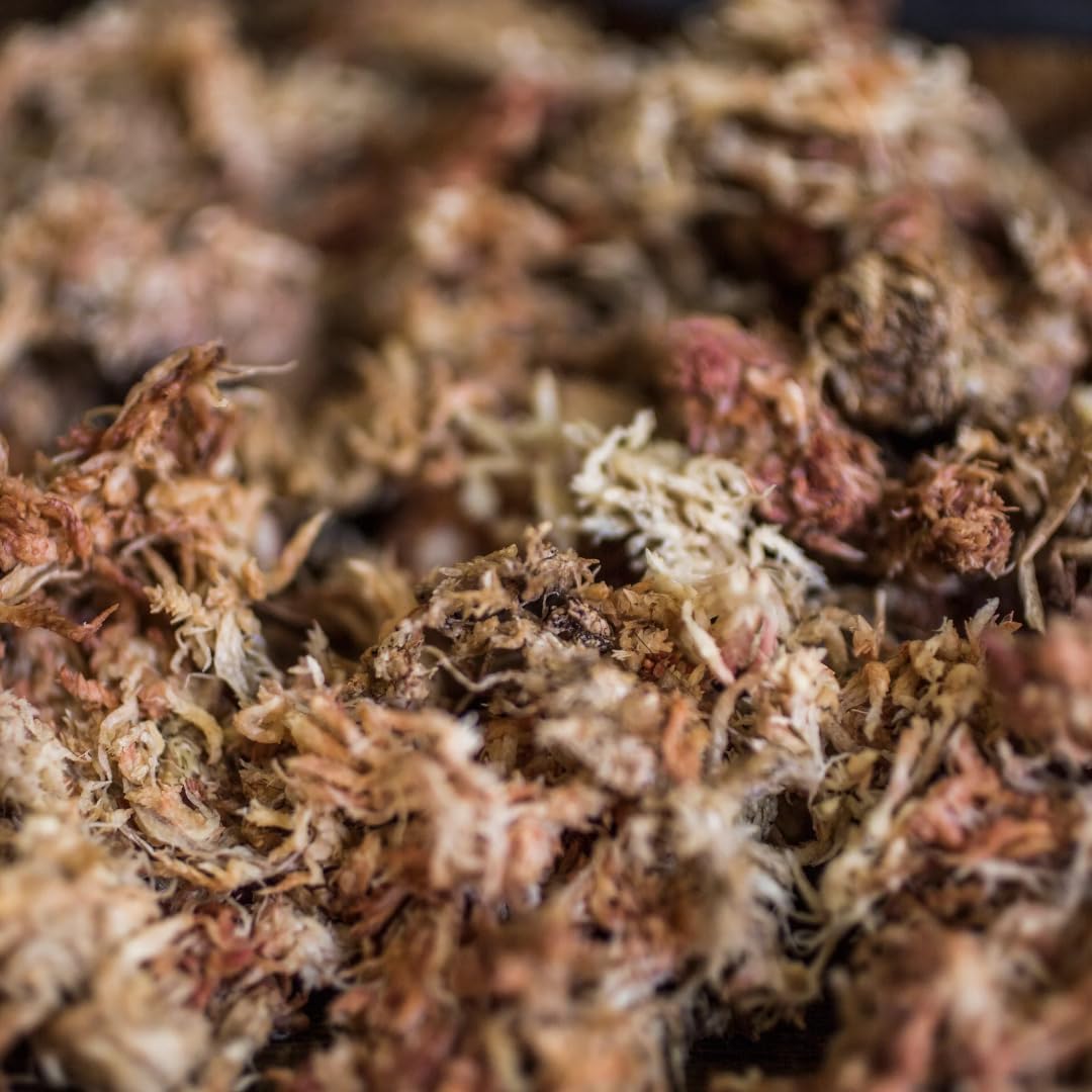 10 l de mousse de sphaigne (Chili) – Mousse naturelle de qualité supérieure pour terrariums, plantes et orchidées | Mousse à poils longs de qualité supérieure pour la conservation de l'humidité et la