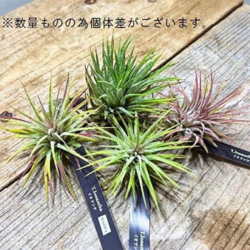 Amazon Co Jp おしゃれ 観葉植物 エアープランツ チランジア イオナンタ ルブラ ホーム キッチン