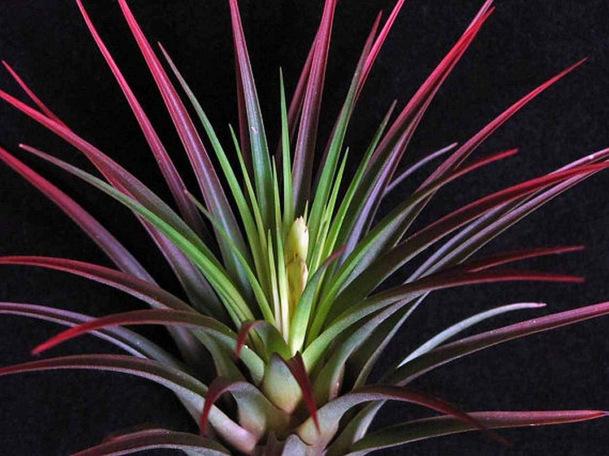 Tillandsia Tricolor MELANOCRATER - Live air Plant for House Decoration, Terrarium or Vivarium, Office, Craft, Wedding