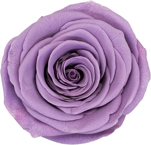 Vista 26 de Cabeza de rosa preservada de grado A de 5 a 2.4 in, cabeza de rosa real, cabeza de rosa eterna, cabeza de rosa natural, cabezas de rosa que duran