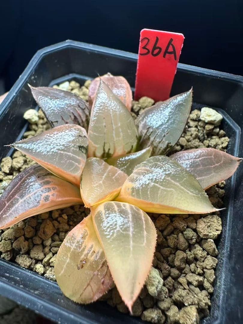 Amazon｜6a 多肉植物 ハオルチア 氷河錦 自家繁殖 鉢植え｜観葉植物