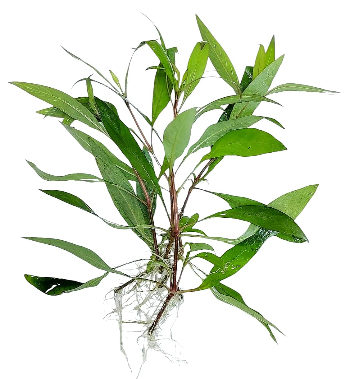 FLORATICA ¦ Hygrophila Siamensis 53B 'Siamese Waterweed' Live Aquarium Plants Tropical Fish Tank Free of Pesticides Shrimp Safe Snail Free (15)