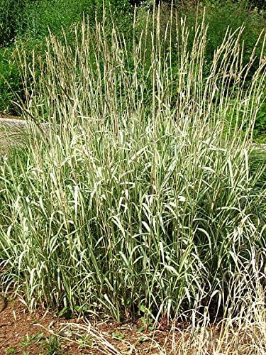 Miniatura 4 de 1000 Caña de hierba de cinta abigarrada Canario Phalaris Arundinacea Semillas de flores rosas