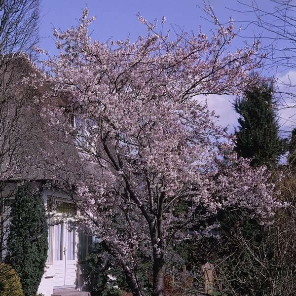 Plant Theory 1.8m - 2.1m Autumnalis Rosea Pink Autumn Cherry Blossom Tree Prunus × Subhirtella 9L Pot
