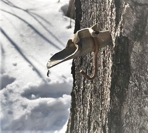 The Morally Superior Maple