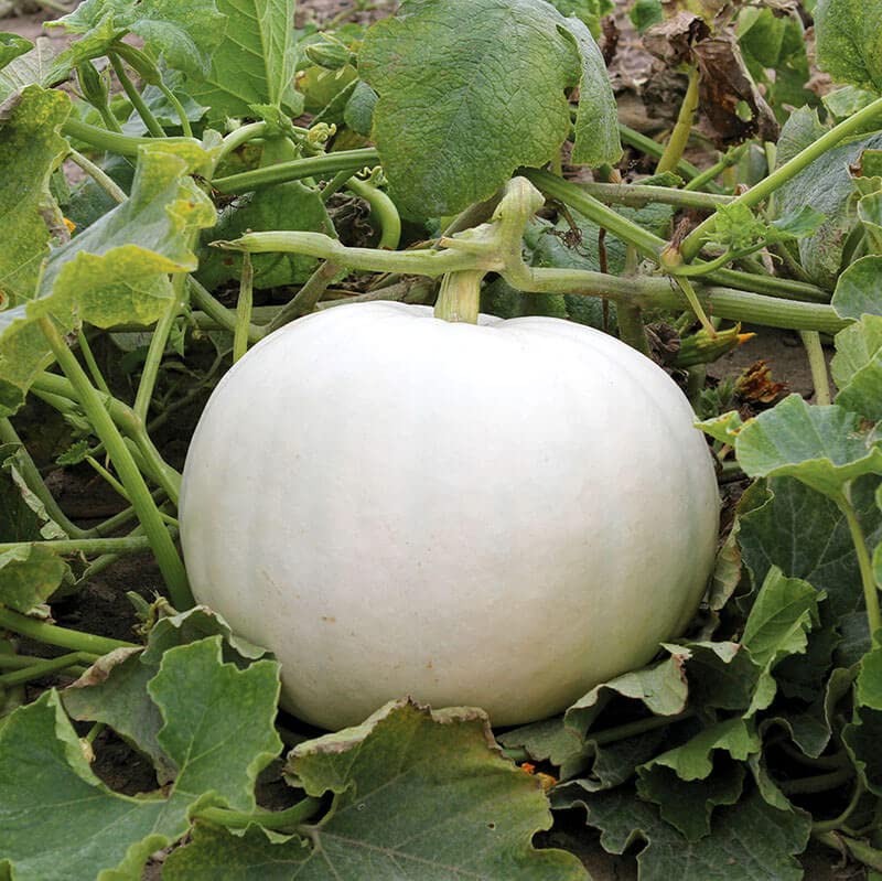 White Pumpkin Seeds for Planting, Planting Seeds for White Pumpkin, Best Seeds for White Pumpkin Plant ( 50 Seeds ) (B0BVKHDX7X) Amazon Price History, Amazon Price Tracker