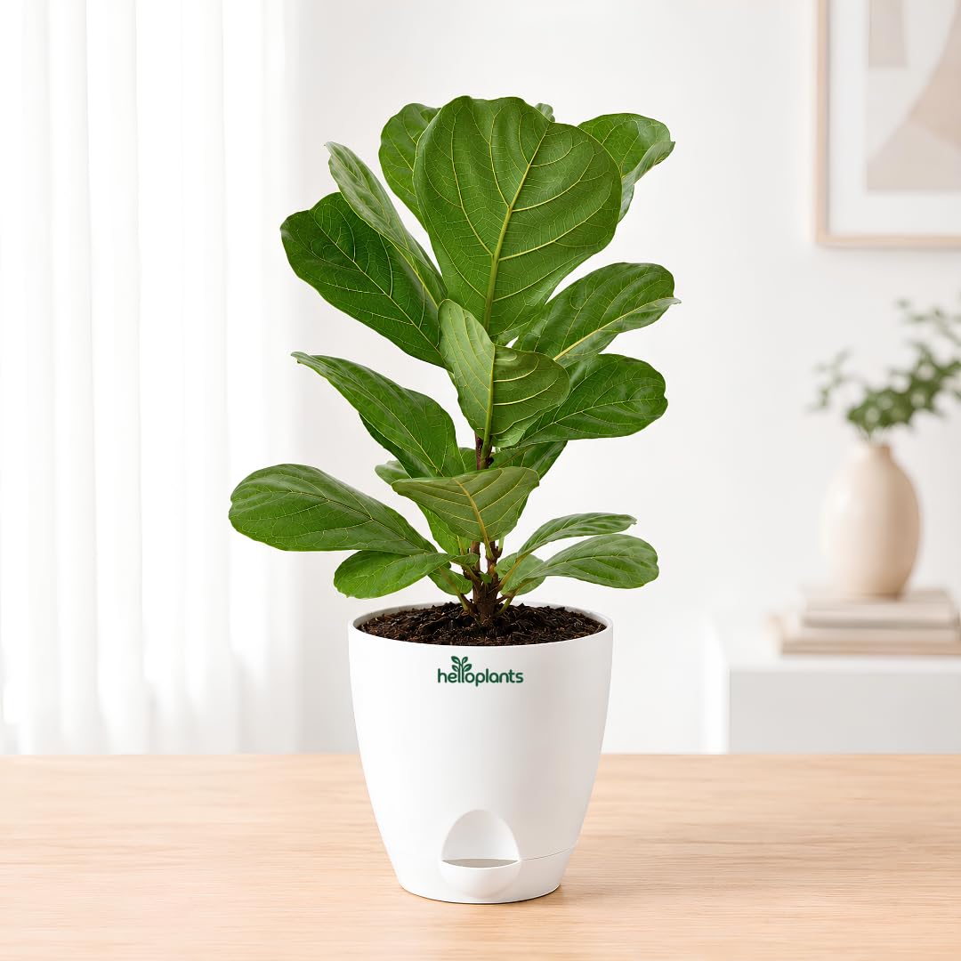 Fiddle Leaf Fig Ficus Lyrata Live Indoor Plant Large Statement Tree for Home Decor in a 4-Inch Self-Watering Matte White Pot-image-7