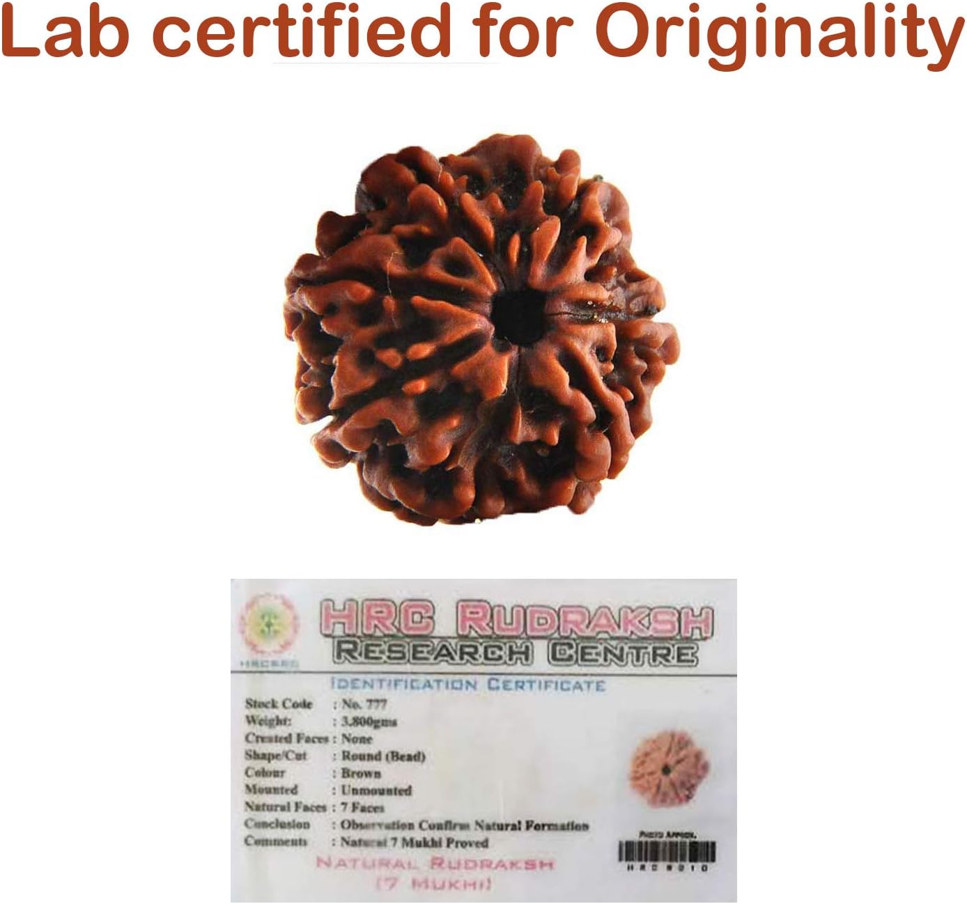 Rudraksha Seed 7 Faced (7 Mukhi) 100% Original Certified Nepali rudraksha (Elaeocarpus granitus)