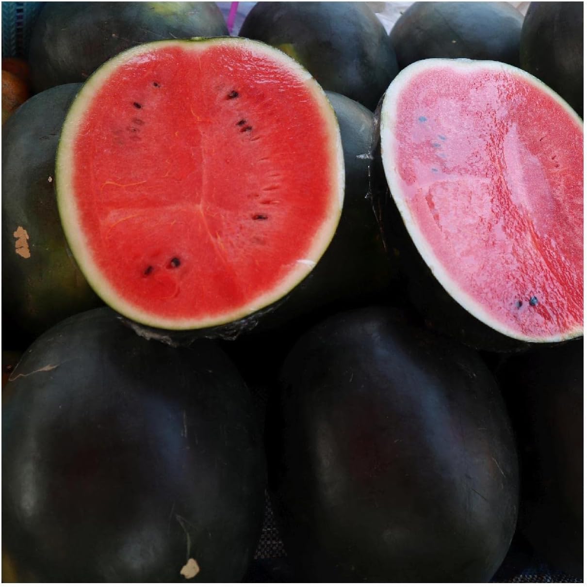 Everwilde Farms - 1 Lb Black Diamond Watermelon Seeds - Gold Vault