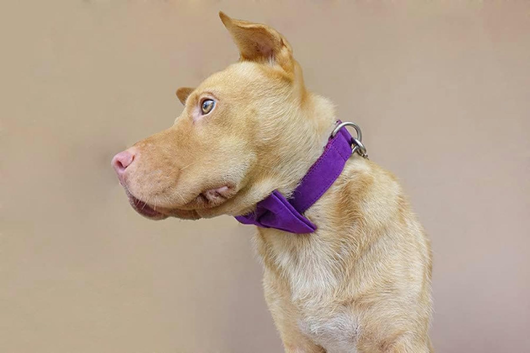 Halsband aus Polysatin und Nylon, lila, 5 Größen, Hundehalsband und Leine, Hundehalsband mit Fliege, M