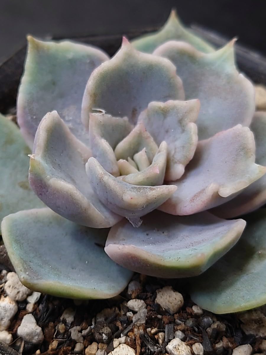 多肉植物❗️赤字覚悟　韓国苗　斑入り　錦8種セット❗️ 韓国苗8苗セット 多肉植物 レア品種 高級品種 人気品種入って