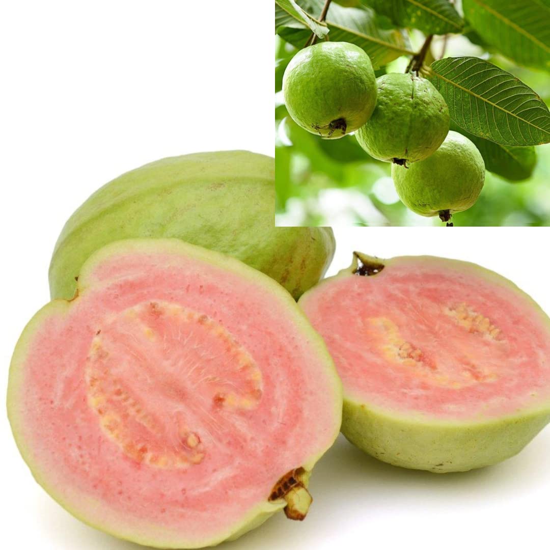 See full amazon price history chart for Green Paradise® Taiwan Pink Guava Plant Healthy Pink Guava plant grown By Air layering And Grafting For Early Fruiting Taiwan guava plant With Very Less Seeds And Very Tasty (1 Plant) Green Paradise® Taiwan Pink Guava Plant Healthy Pink Guava plant grown By Air layering And Grafting For Early Fruiting Taiwan guava plant With Very Less Seeds And Very Tasty (1 Plant) (B09S9PS1GR) Amazon Price History, Amazon Price Tracker