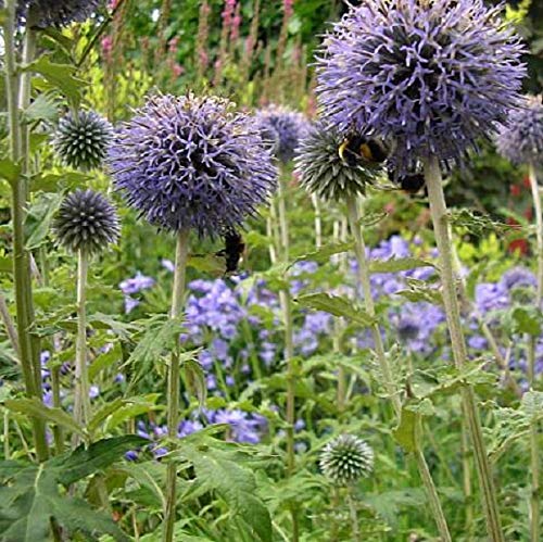 6 x Echinops Bannaticus 'Taplow Blue' - Vivaces Contenedor Pequeño 9cm x 9cm