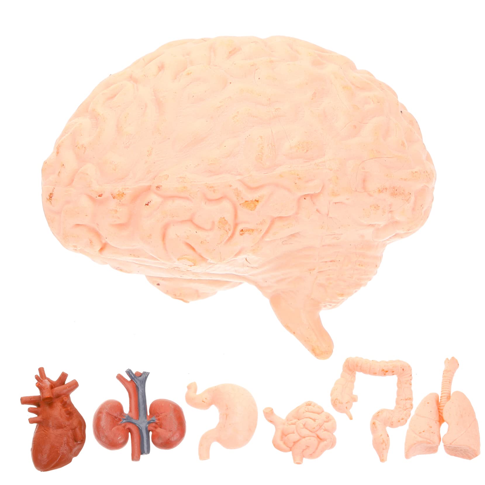 Anneome 8pcs Human Anatomy Models Set Brain Stomach Liver Kidney for Boys and Girls Medical Students Classroom Teaching Tools