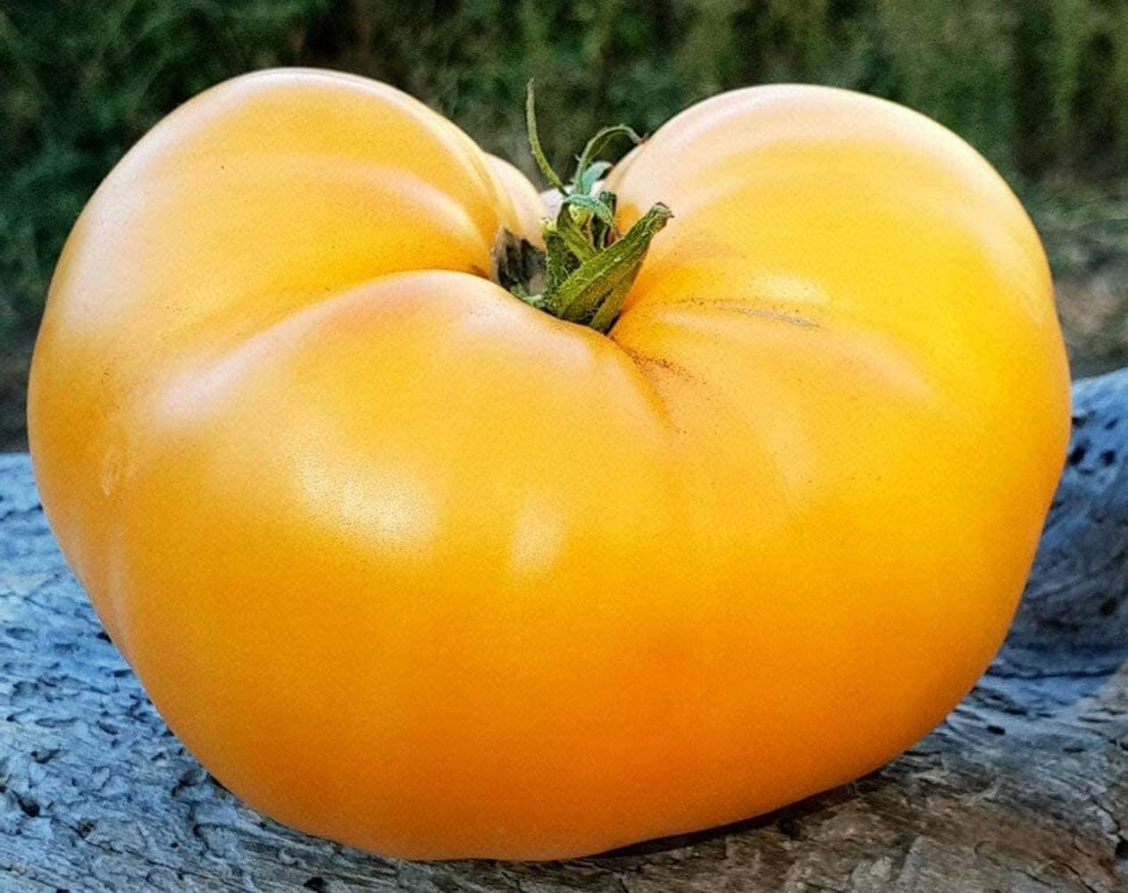 50 semillas de tomate huerto, granja plantación semillas de hortalizas carne de naranja llena de naranja semillas raras esenciales
