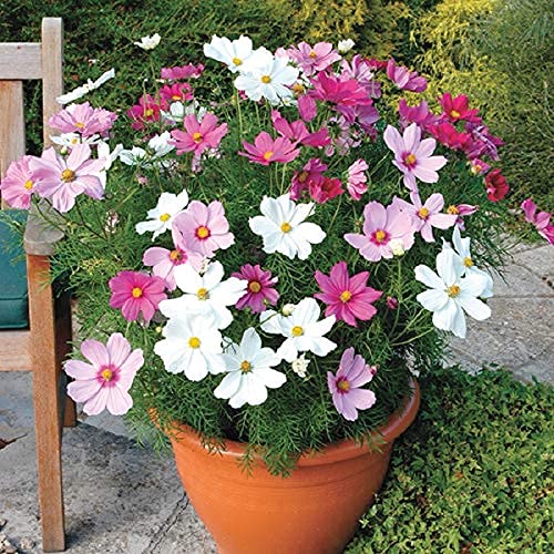 Cosmos Winter Flower Seeds for Home Gardening Pack of 50 Seeds By Zabbus (B0BQX7J39X) Amazon Price History, Amazon Price Tracker