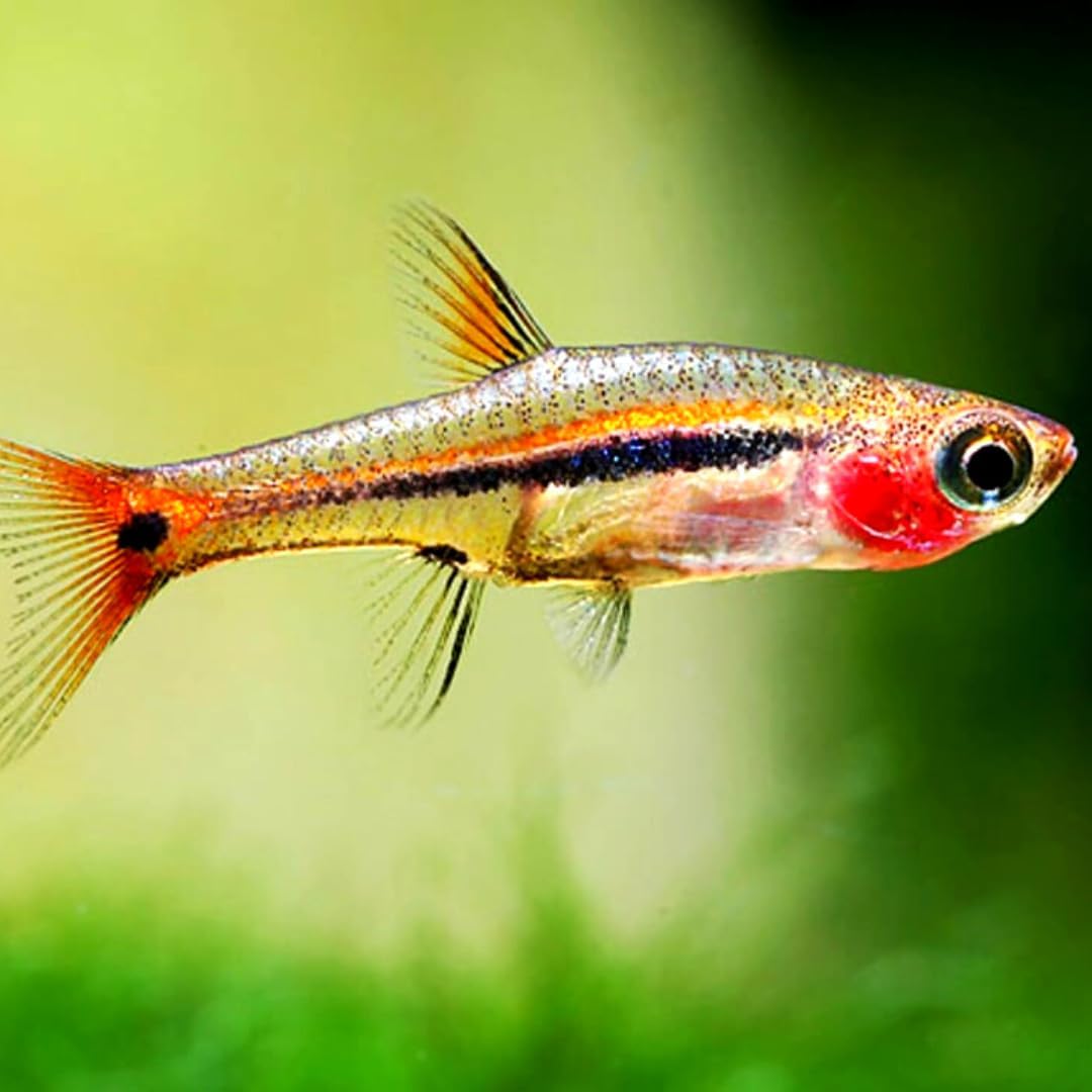 Exclamation Point Rasbora Live Fish - Pack of 10 Fish - Live Freshwater Aquarium Fish