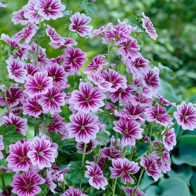 Malva Sylvestris Seeds for Planting - 500+ High Mallow Seeds Perennial Purple French Hollyhock Flower Seeds