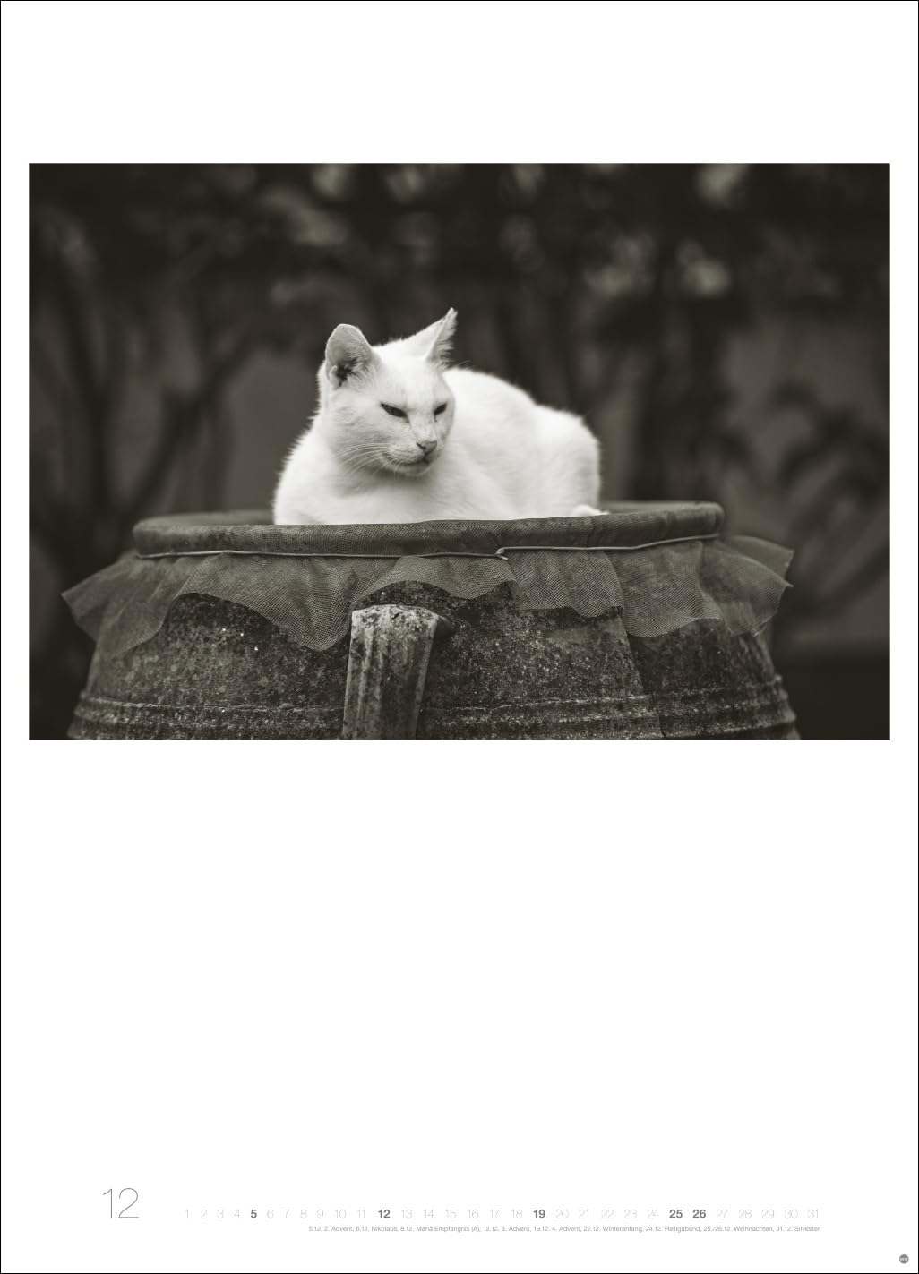 Cats Edition Kalender 2027: Elegante Samtpfoten in schwarz-weiß in einem XXL-Kalender. Tierkalender 2027 im Großformat. Hochwertiger großer Fotokalender für Katzenfans.