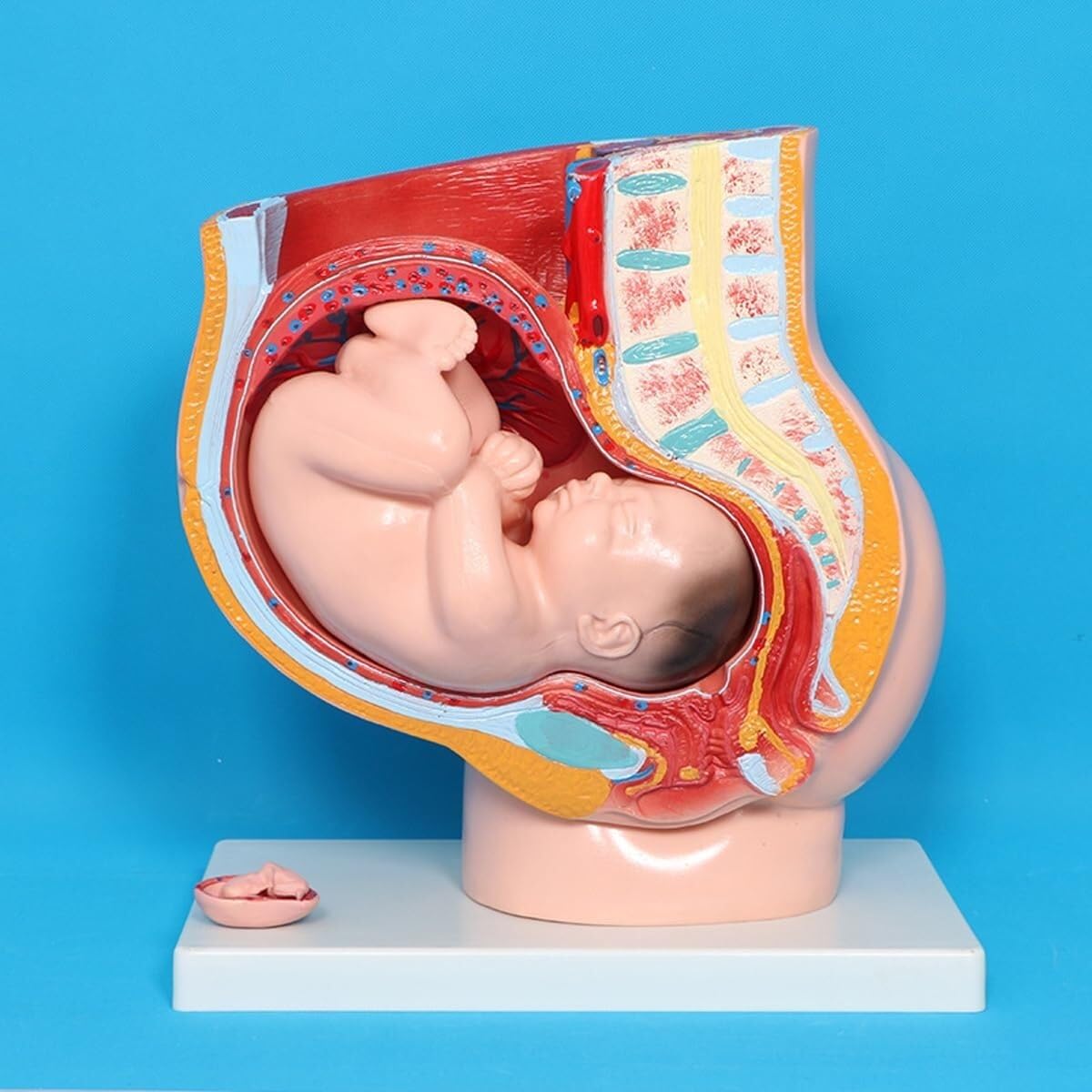 Human Female Pelvis Parts with Removable Organs, Pregnancy Pelvis Model, 4-Part Pregnancy Anatomy Model, Nine-Month Baby Fetus Model, Life-Size